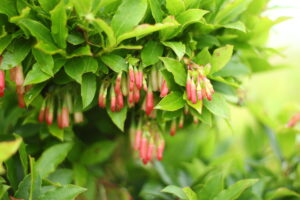 Azorean blueberry