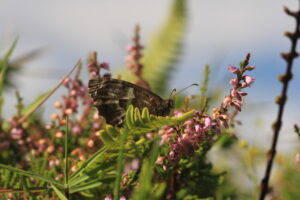 Hipparchia miguelensis_ endemic species_(c)Joaquim Teodosio