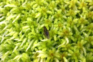 Invertebrates in sphagnum moss