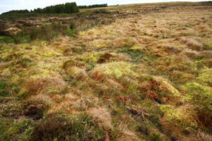 Peat bogs in Graminhais