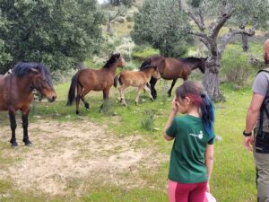 The semi wild horses go well with visitors