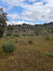 vegetation type through grazing