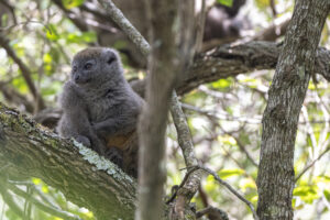 Bamboo lemur