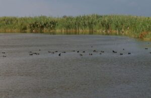 Cyprus birdlife Lake Makria