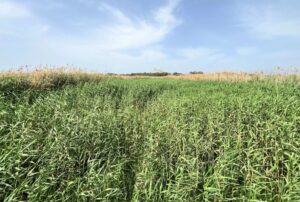 Cyprus birdlife degraded wetland at Lake Makria