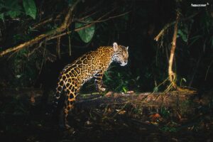 Trap cams Jaguar 2024