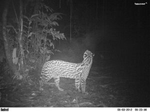 trap cams ocelot