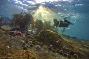Plotting a part of the Kelp forest (Ismaela Tortella)