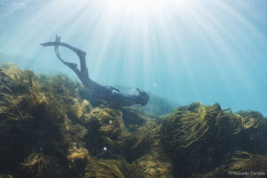 Diver at Oksfjord (Ismaela Tortella)
