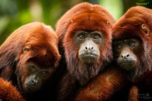 released red howlers