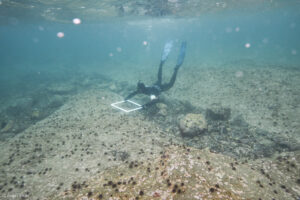 Sea urchin barren (Ann Cools)