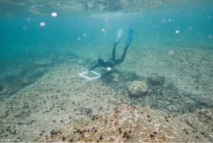 Kelp forest destroyed by urchins