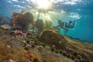 Plotting a part of the Kelp forest
