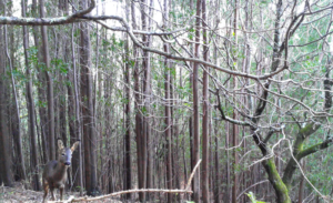 degraded forest
