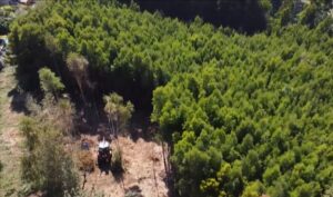 monoculture forest is cut