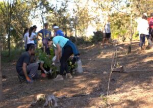 new trees are planted