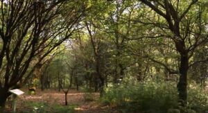 restored coastal forest
